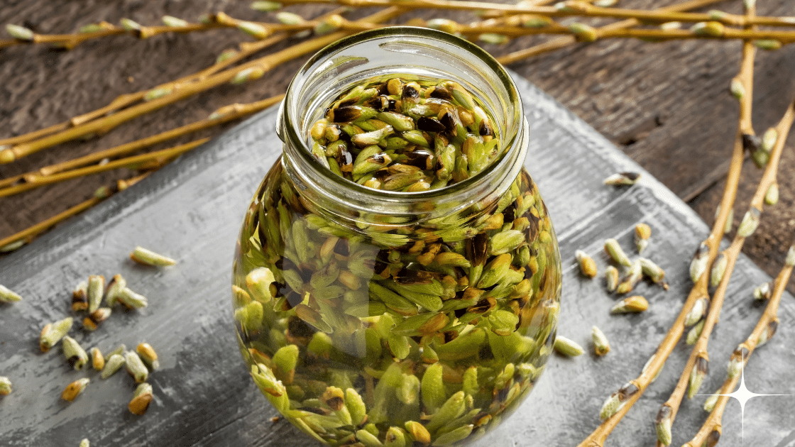 photo de macérat de bourgeons pour illustrer l'article sur la gemmotherapie allergies